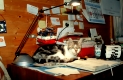 Hauskatze auf dem Schreibtisch