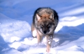 Wolf im Schnee, Winter
Deutschland