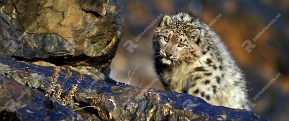 Snow leopard, authentic wild,

Panthera uncia, Schneeleopard,

Altai Mountains, Mongolia,

