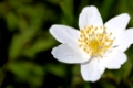 Buschwindröschen, Anemone nemorosa, thimbleweed, windflower, grove windflower, smell fox, wood anemone