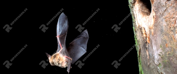 Braunes Langohr, Plecotus auritus, brown long-eared bat
