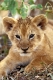 Lion, Loewe, cub.
Panthera leo,
Masai Mara Wildlife Reservation
Kenya, Kenia, Africa, Afrika.