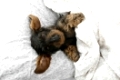 Rauhaardackel, Bett, Wire-haired dachshund, bed