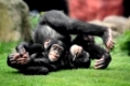 Schimpanse, chimpanzee