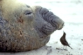 Southern elephant seal & Tussac bird,
Elefantenrobbe & Einfarb-Uferwipper,
Falkland Islands