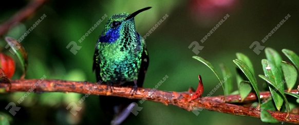Grün-Veilchenkolibri, Green Violet-ear, Colibri thalassinus sitzt auf Ast