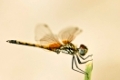 Afrikanische Libelle, Namibia, Afrika, african dragon fly in africa