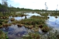 The wild nature-impassable a bog in the Siberian tundra