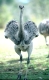 Vogel Strauß
Greater Rhea
Rhea americana
Feathers Fluffed-up
Zoo Animal