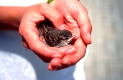 Verlassener Nestflüchter in Menschenhand