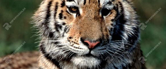Junger Sibirischer Tiger

captive