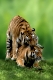 Sibirian Tiger, pair, mating   /   (Panthera tigris altaica)   /   Sibirische Tiger, Paar, kopulierend