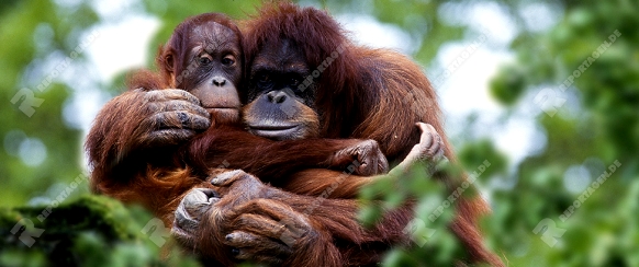 Sumatra Orang-utans, female with young  /   (Pongo pygmaeus abelii)   /   Sumatra-Orang-Utans, Weibchen mit Jungtier