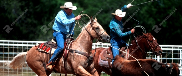 quarter horse

main river ranch

texas

orgeldinger