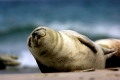 Seehund,Phoca vitulina,Säugetiere,Tiere,
Strand,Meer,Sonne,wohlfühlen,
dösen,schlafen,liegen,Common Seal,Harbor Seal,lächeln,genüßlich,Sand,Wellen,Floßen