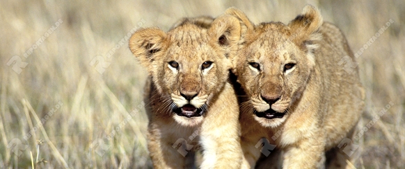 Lion, Loewe,

Panthera leo,

Masai Mara Wildlife Reservation

Kenya, Kenia, Africa, Afrika.

Photo: Fritz Poelking, Fritz Pölking

A nature document.