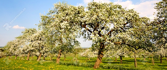 Bluete; Baeume; Streuobstwiese; blauer Himmel; Fruehling; Fruehjahr; Pfrunger Ried; Baden-Württemberg; Deutschland | abloom; to be in flower; trees; meadow with fruit trees; blue sky; spring; Germany