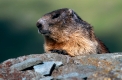 Alpenmurmeltier, Marmota marmota, alpine marmot, Nationalpark Hohe Tauern, Oesterreich