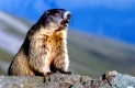 Alpenmurmeltier, Marmota marmota, alpine marmot, pfeifend, rufend, aufrecht stehend, Nationalpark Hohe Tauern, Oesterreich