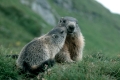Alpine Marmot with Baby, Alpenmurmeltier mit Jungen(m)
Marmota marmota
N.P. Hohe Tauern,Kaernten, Austria