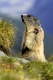 Murmeltier (Alpen), Marmoto marmota, marmot, Alps Austria,

Österreich, Großglockner, Nationalpark Hohe Tauern