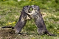 Murmeltier (Alpen), Marmoto marmota, marmot, Alps Austria,

Österreich, Großglockner, Nationalpark Hohe Tauern
