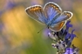 Blaeulinge, Lycaenidae, gossamer-winged butterflies