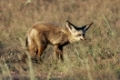 Otocyon megalotis, bat eared fox, loeffelhund, wildhund, suedafrika, southafrica