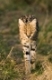 Serval, Felis Serval, Leptailurus serval,  Kenya, East-Africa, Masai Mara, Kenia, Ostafrika.