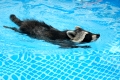 Schäferhündin zieht Waschbären auf.Waschbär schwimmt im Schwimmbecken.