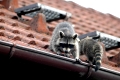 Schäferhündin zieht Waschbären auf. Junger Waschbär
auf Dach.
