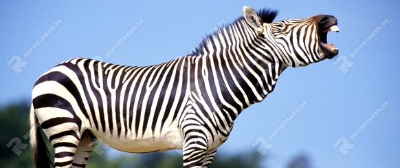 Hartmann's Mountain Zebra, stallion, yawning   /   (Equus zebra hartmannae)   /   Hartmann-Bergzebra, Hengst, gaehnend   /   [Tiere / animals, Saeugetiere / mammals, Huftiere / hoofed animals, Pferdeartige / equids, Unpaarhufer, Afrika / africa, aussen, outside, Himmel, sky, seitlich, side, schwarz-weiss, b/w, black & white, adult, Kommunikation, communication, rufen, calling, Querformat, horizontal, maennlich, male]
