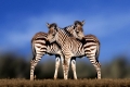 Grant's zebras, foals  /  (Equus quagga boehmi)  /  Boehmzebras, Grantzebras, Fohlen
