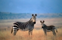 Zebra, Stute mit Fohlen, Mutter mit Jungtier
Cape Mountain Zebra
Equus zebra
South Africa, Sued-Afrika