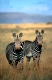 Cape Mountaine Zebra
Equus zebra zebra
South Afrikca, Sued-Afrika