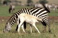 Zebra, Burchell's Zebra, Steppenzebra,
Equus burch. - albino.
Masai Mara,
Kenya, Kenia, Africa, Afrika.
Photo: Fritz Poelking, Fritz Pölking
A nature document.