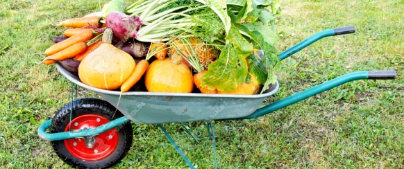 The new harvest. Many different vegetables lie in the garden cart
