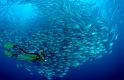 GroÃaugen-Stachelmakrelen und Taucher, Caranx sexfasciatus, Seychellen, Indischer Ozean