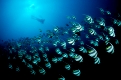 Schwarm-Wimpelfische und Taucher, Heniochus diphreutes, Malediven, Indischer Ozean, Ari Atoll
