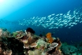 Gelblinien-Fuesiliere ueber Korallenriff, Pterocaesio tesselata, Raja Ampat, West Papua, Indonesien
