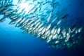 Grossaugen-Stachelmakrelen im Schwarm, Caranx sexfasciatus, Blue Corner, Mikronesien, Palau