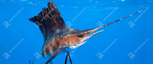 Jagende Segelfische, Isla Mujeres, Mexiko