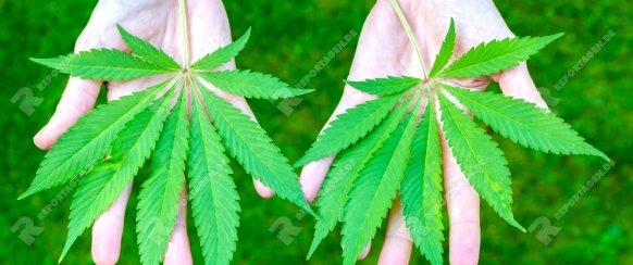Two hands holding cannabis leaves above green grass