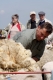 Erleben wie Schafscherer  Schafe in Windeseile scheren