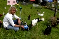 Haustierzirkus Liberta in Göhlenbühl im Allgäu. Dieter Schetz mit seinen Tieren auf seinem Hof.