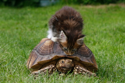 Kätzchen und Schildkröte, Foto: Christine Steimer