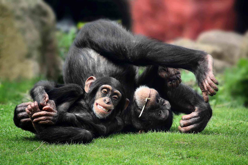 Spielende Schimpansen, Foto: Matthias Besant
