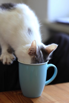 trinkende Hauskatze, Foto: Trischberger Rupert 	