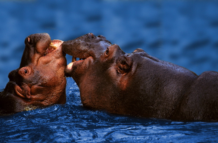 Schmusende Nildpferde, Foto: Petra Wegner