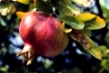 Granatapfel, Granat-Apfel, Grenadine, reife Früchte am Baum, Punica granatum, pomegranate